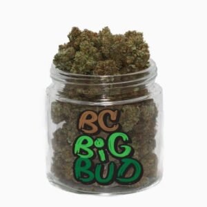 BC Big Bud